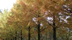 Metasequoia row of trees：メタセコイヤ並木